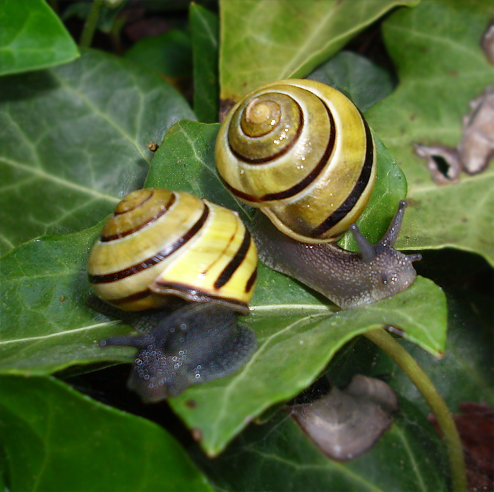 snail 27