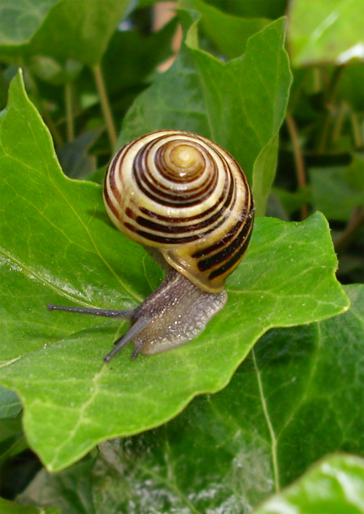 snail 31