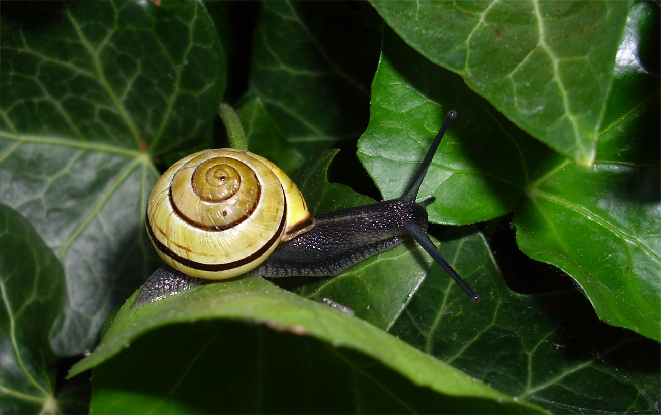 snail 54