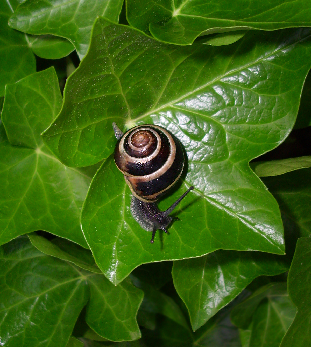 snail 74