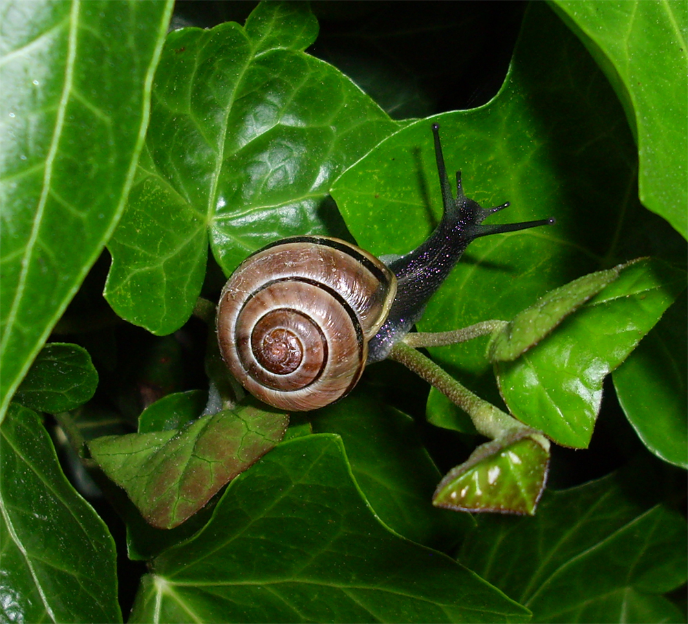 snail 79