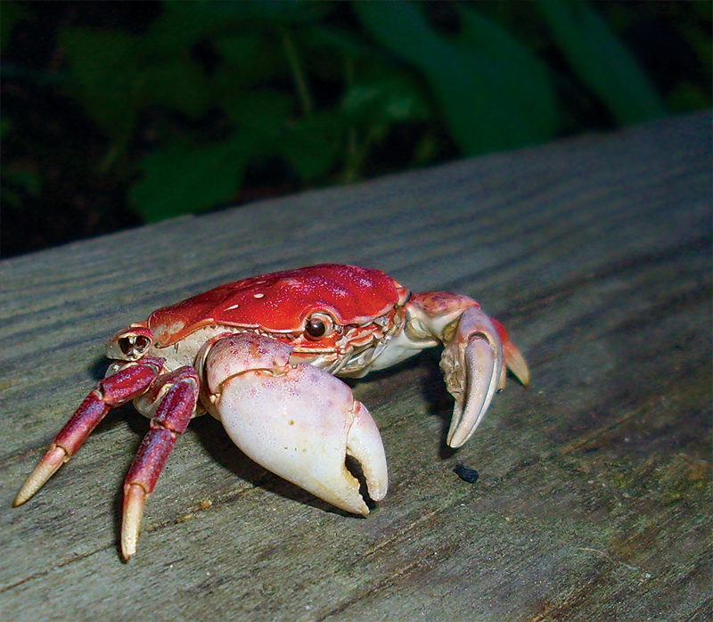 crab