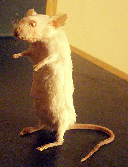 taxidermy mouse