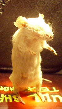 mouse taxidermy 3