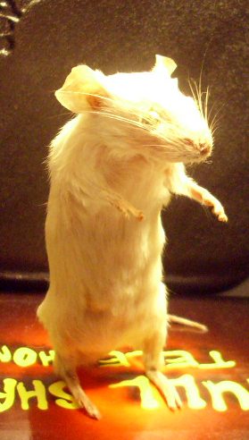 mouse taxidermy 3