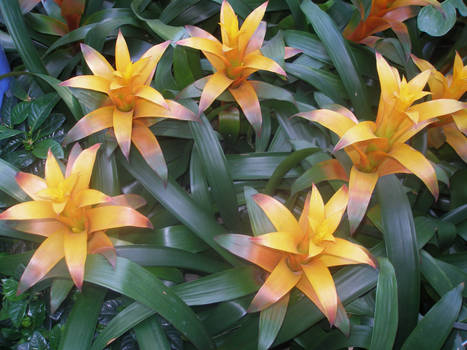 Flowers in the National Garden