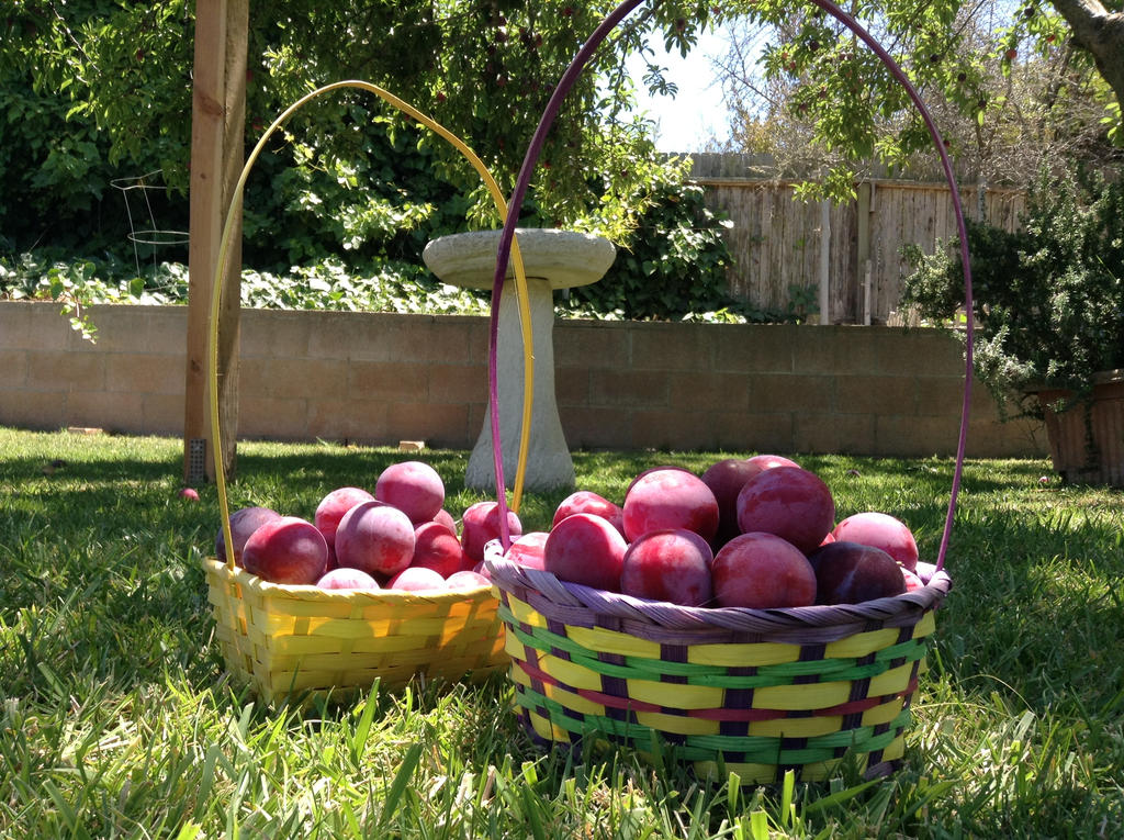 Morning harvest