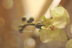 Plastic Beauty .. 2 by Fatmah86 Plastic Beauty .. 2 by Fatmah86