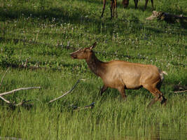 Female Elk in Pond