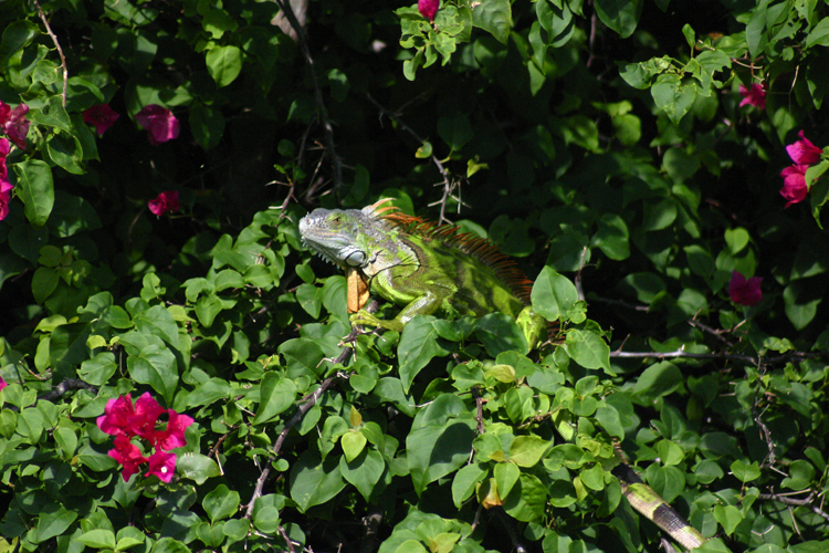 Iguana