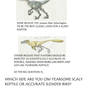 Raptor Realizations