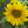 A Sunnyflower