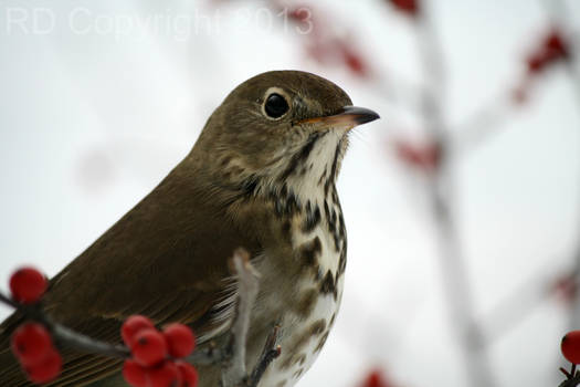 Winter Thrush