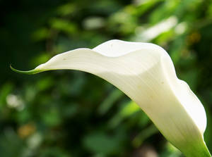 A Different View on a Calla