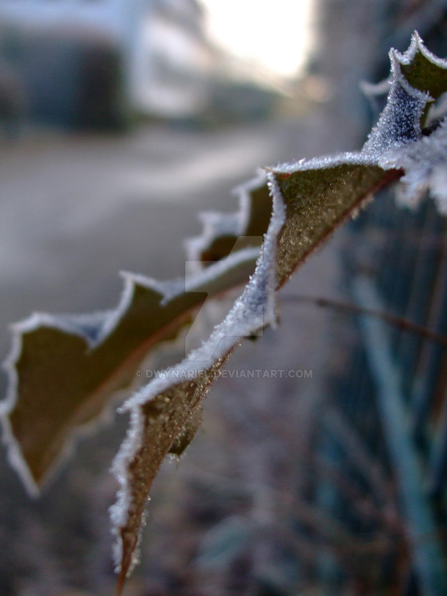 Frosty Leaves 1