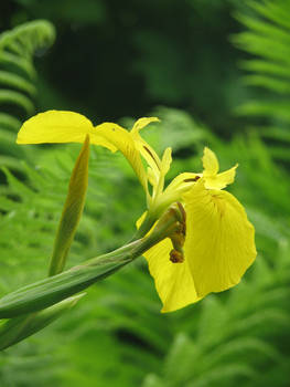 Yellow Flower