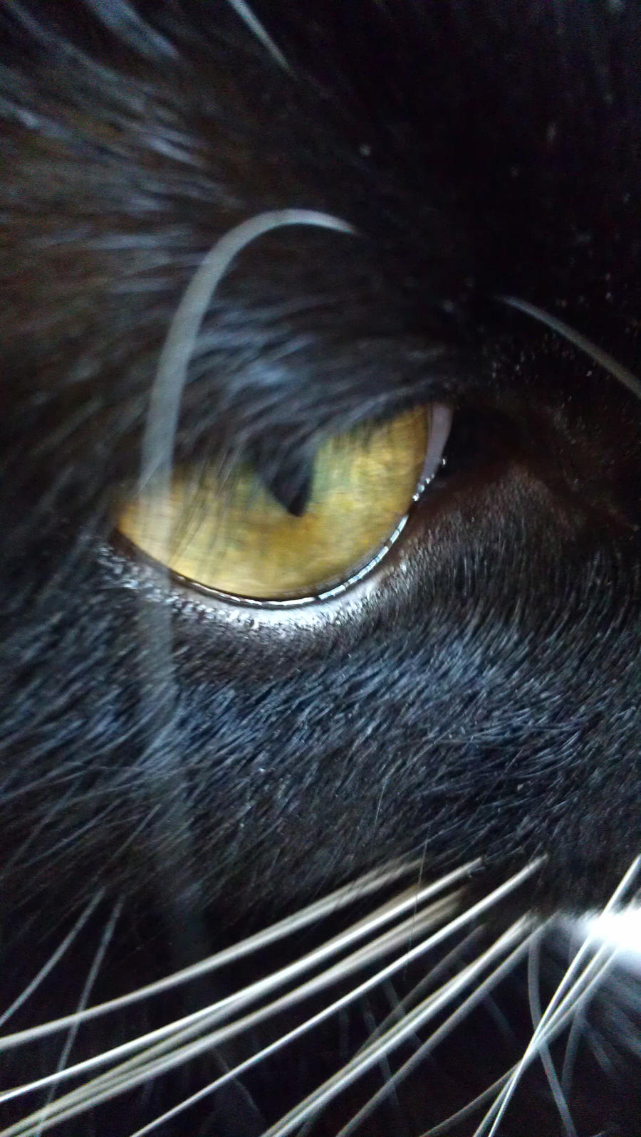 Cats Eye