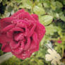 Raindrops On Roses