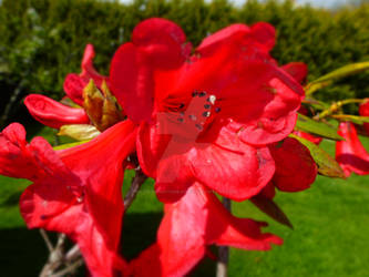 Red Flower