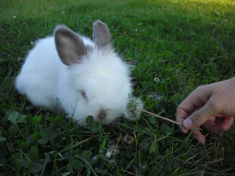 Bunny in Spring