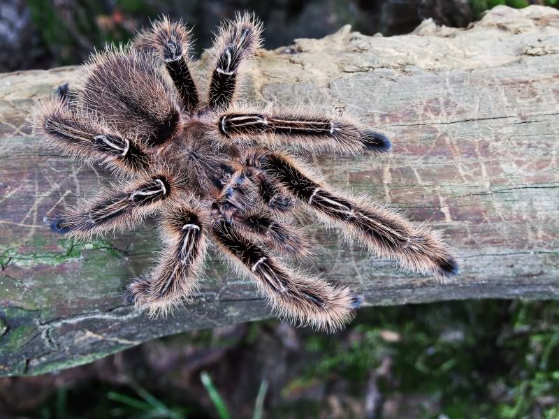 Skeleton Tarantula