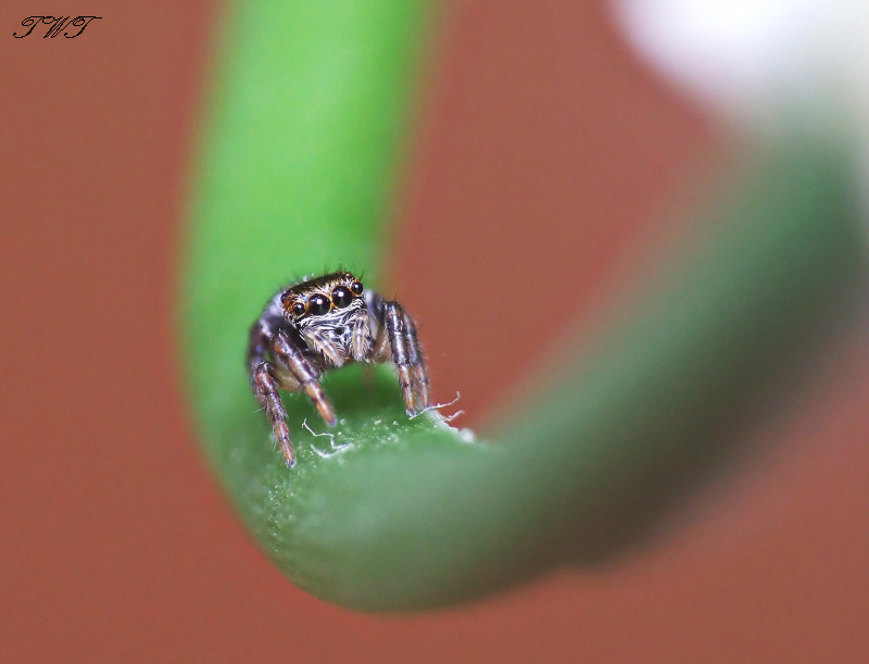 Salticus scenicus jumping spid