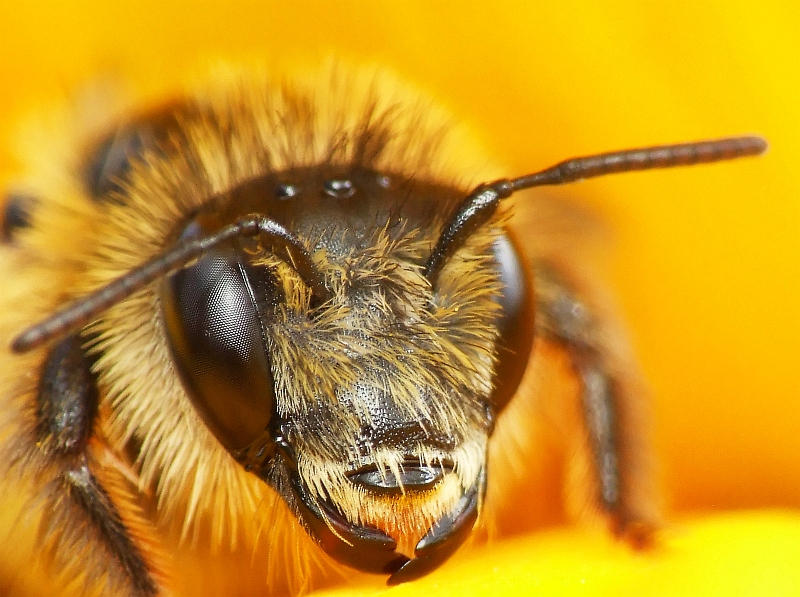 Bee Close UP By TiogaWhiteTiger On DeviantArt bee-close-up-by-tiogawhitetiger-on-deviantart