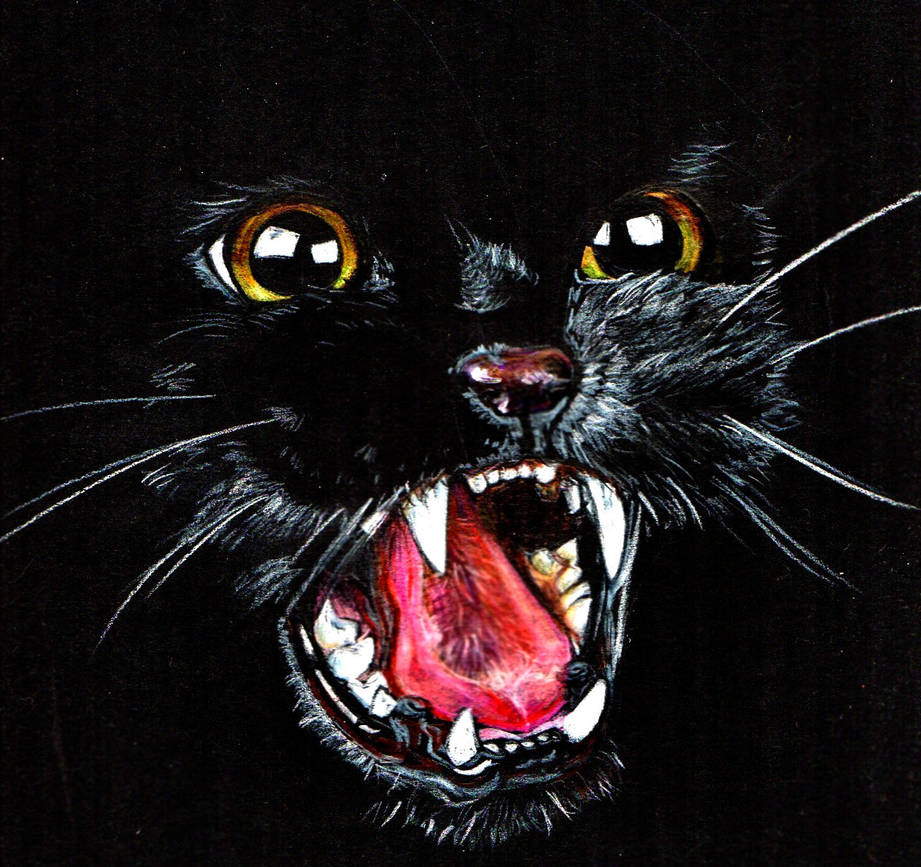Black Cat by Cathematics