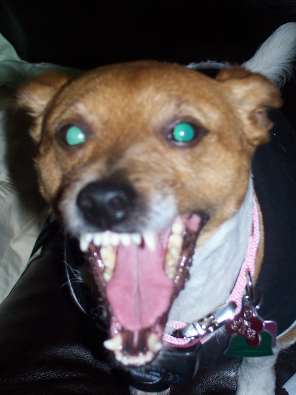 Freaky Dog by jashin-worshipor on DeviantArt