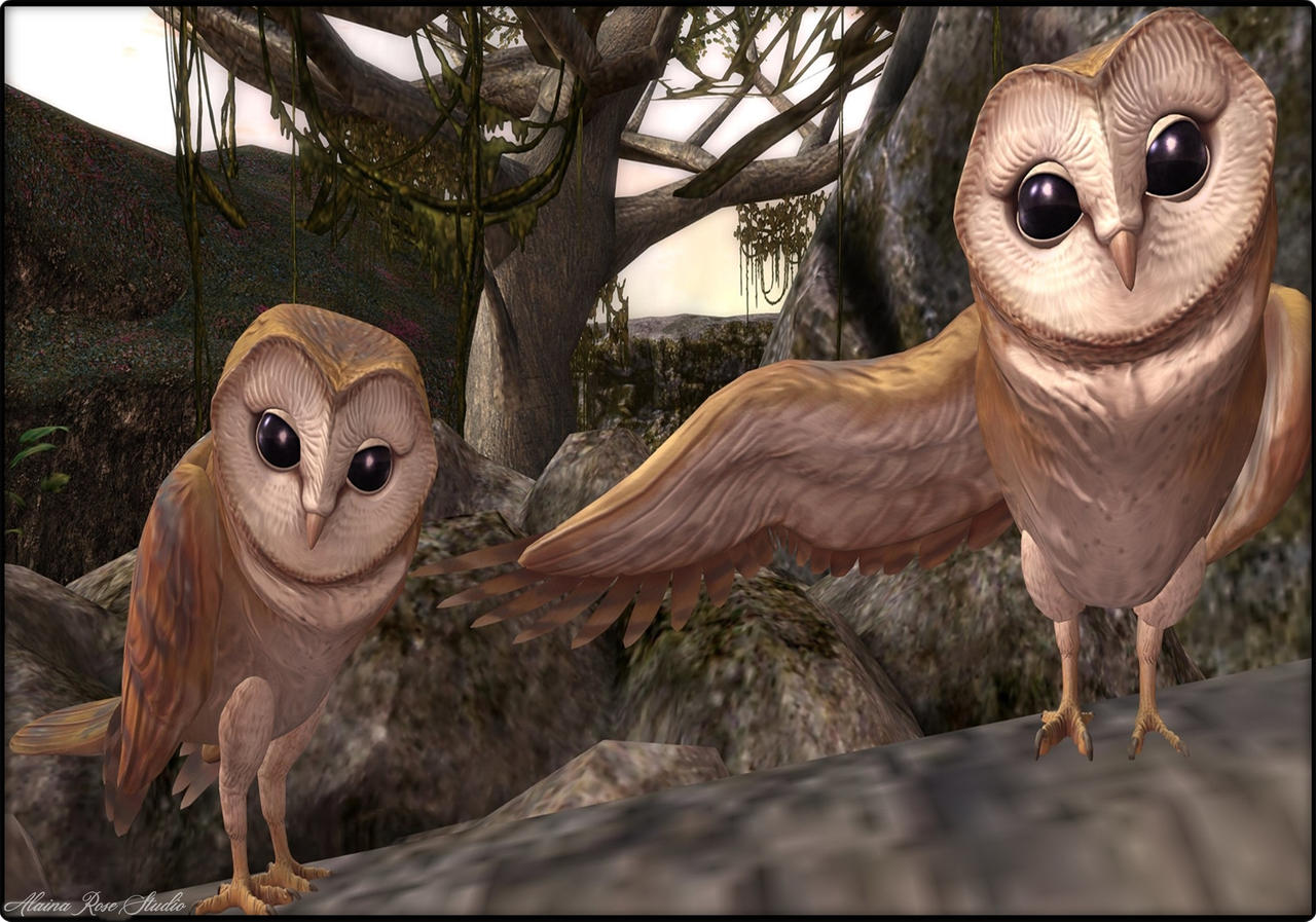 Owl Directions by AlainaRoseStudio on DeviantArt