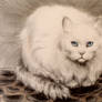 white cat