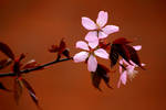 Cherry blossoms by Syzygi