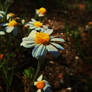 chamomile flower to you
