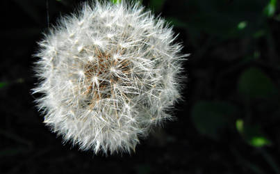 Dandelion