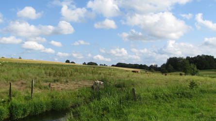 Field of Cows