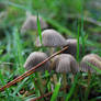 Magic Mushrooms