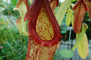 Close up of Tropical Pitcher by Machaeroides
