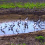 Assateague Island Marsh