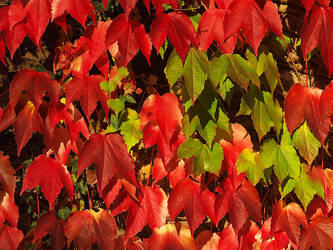 Red and green