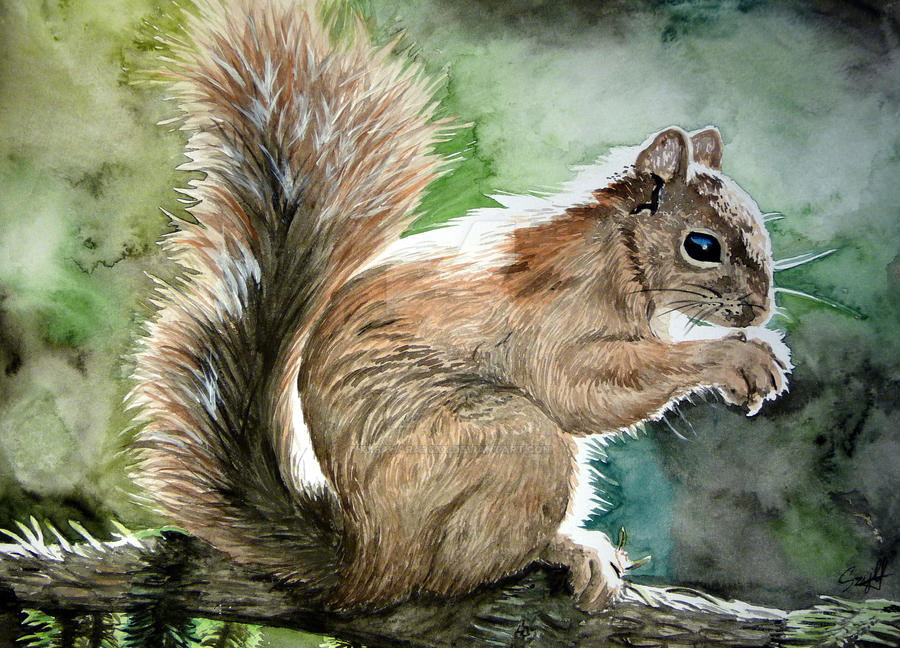 Squirrel Deviantart Squirrel by xXSahara96Xx on DeviantArt