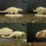 Ankylosaurus magniventris model kit