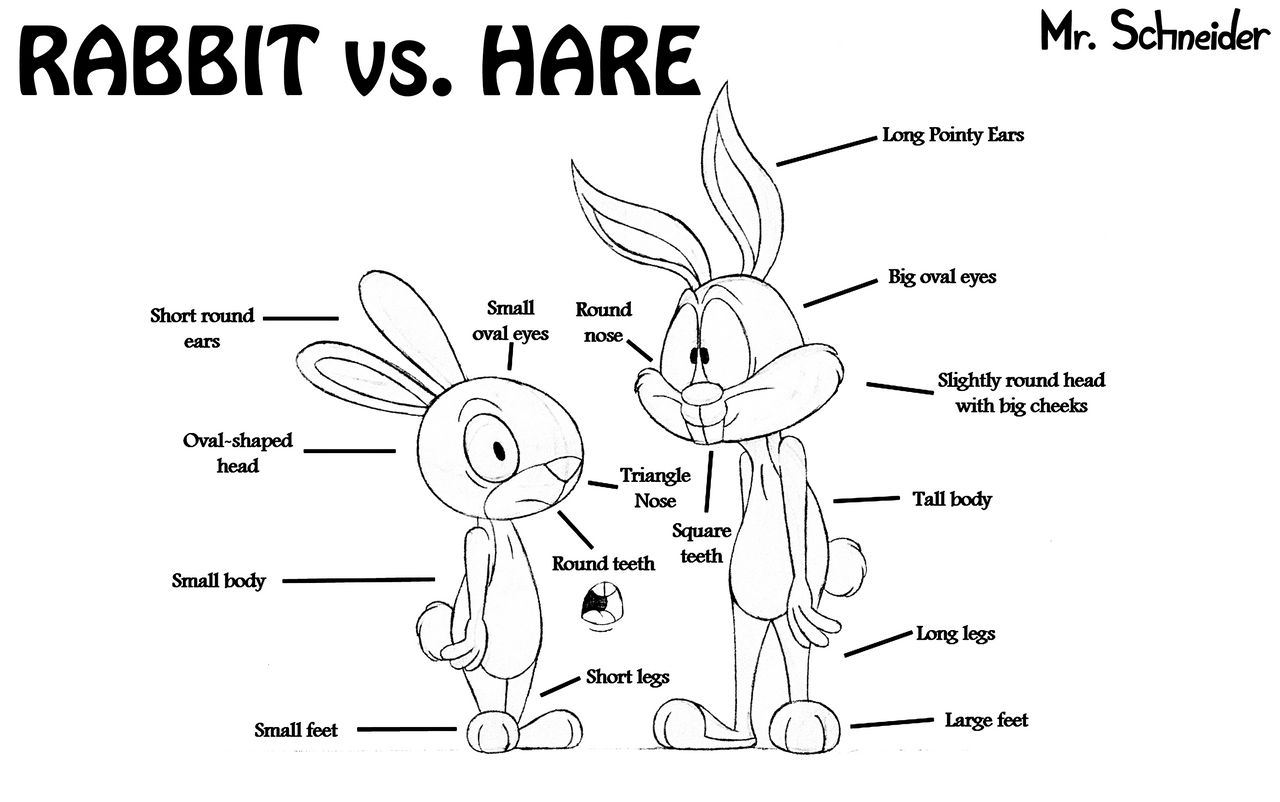 Rabbit vs. Hare by MrChrisSchneider on DeviantArt