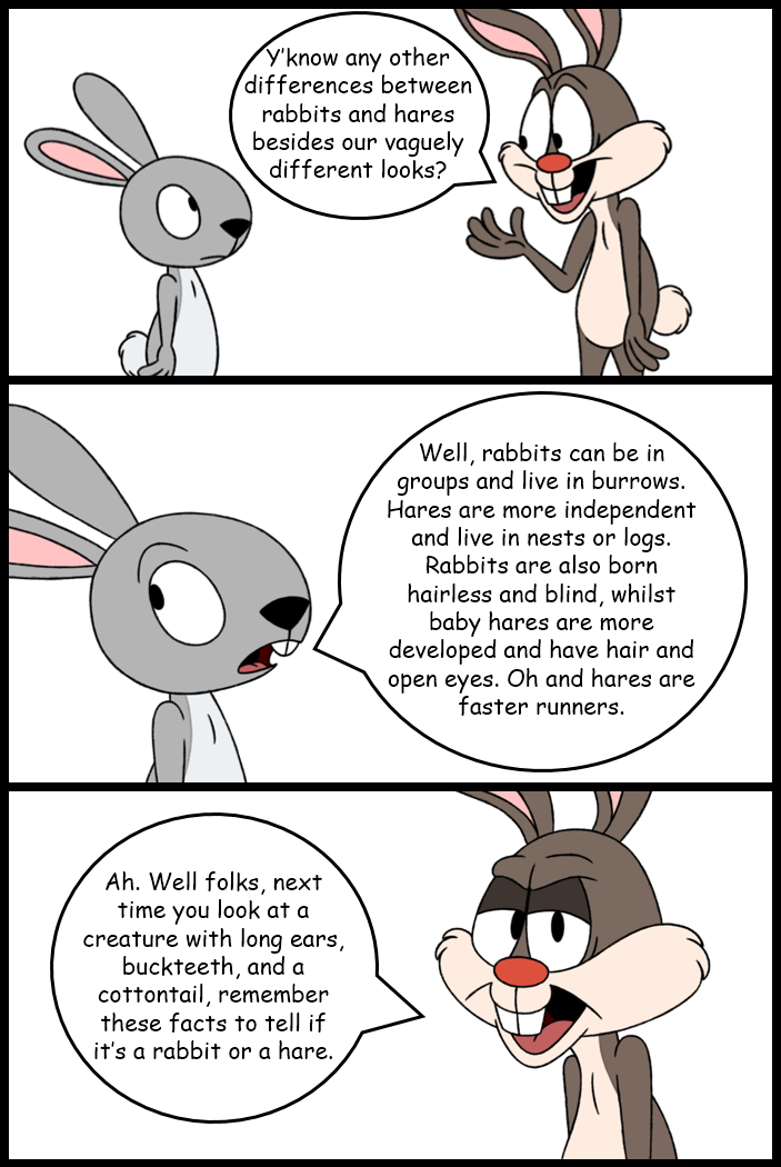Rabbit vs. Hare 2.0 by MrChrisSchneider on DeviantArt