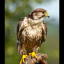 Falcon Portrait III