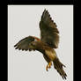 Hovering Kestrel