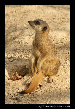 Meerkat