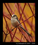 Long Tail Tit II by andy-j-s