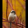 Long Tail Tit III