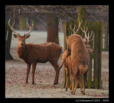 Stag Do