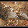 Rutting I